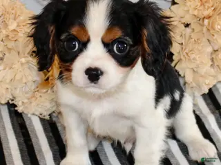 Cavalier King Charles Spaniel dogs Congo - Ad 3