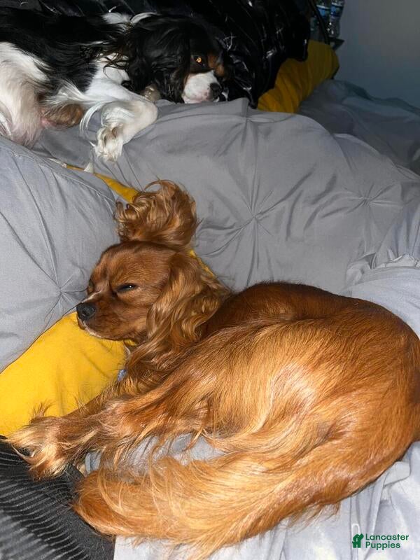 Cavalier King Charles Spaniel dogs for stud: RUBY Cavalier King Charles Spaniel STUD SERVICE - Ad 10