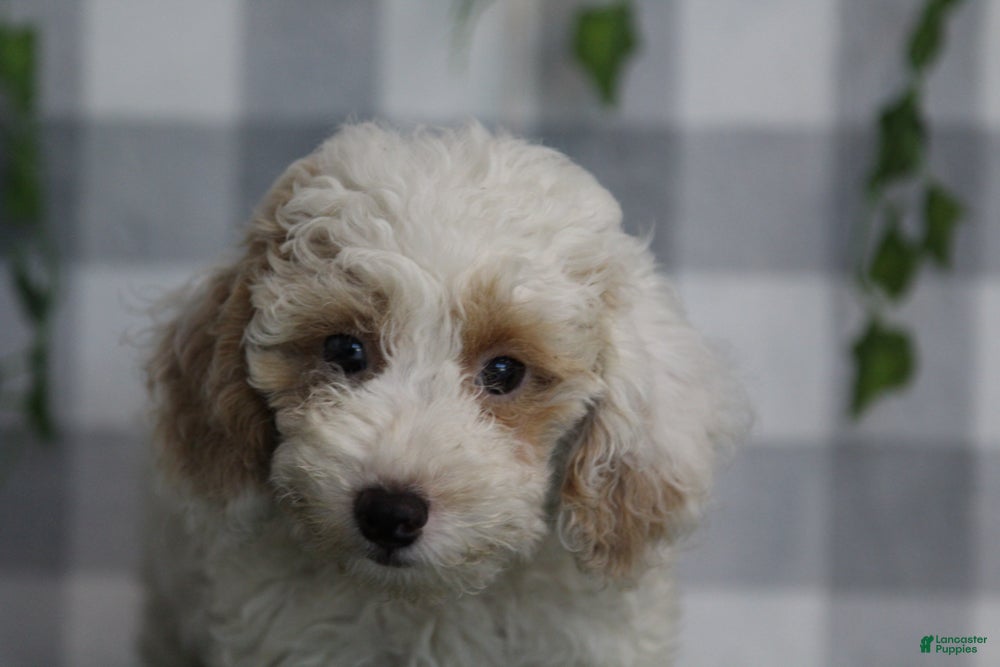 Miniature Poodle dogs Casper - Ad 2