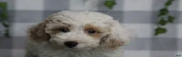 Miniature Poodle dogs for sale: Casper - Ad 2
