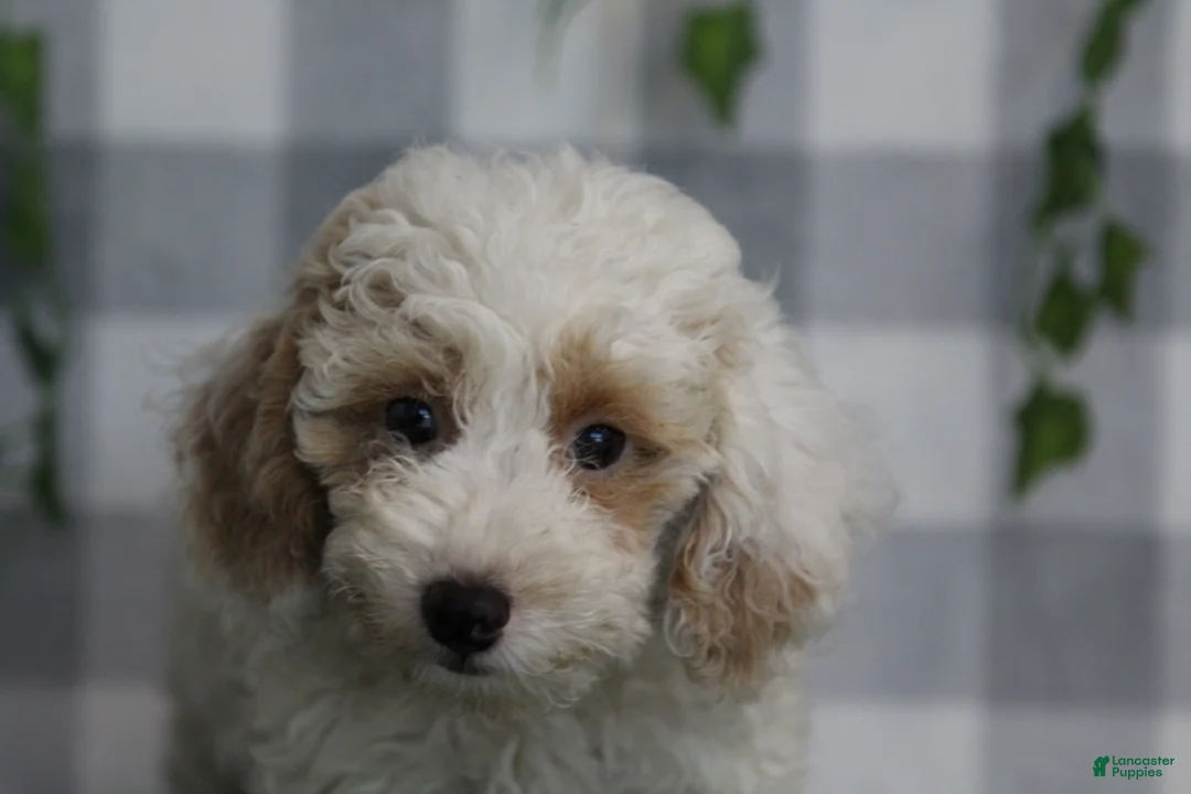 Miniature Poodle dogs for sale: Casper - Ad 2