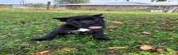 Cane Corso dogs for sale: Bear - Ad 5