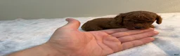 Toy Poodle dogs for sale: ❤️🐻 AKC Mahogany Red Male Teacup Toy Poodle 🐻❤️ - Ad 4