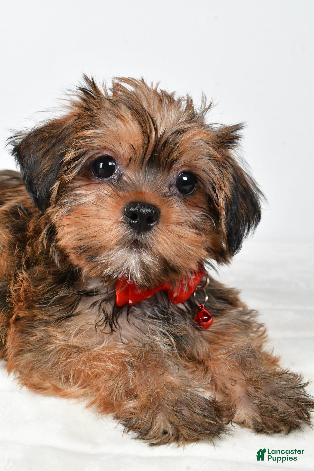 Shorkie dogs for sale: Pebbels - Ad 5