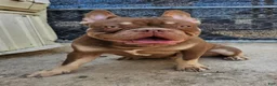 French Bulldog dogs for sale: French Bulldog 1 - Ad 11
