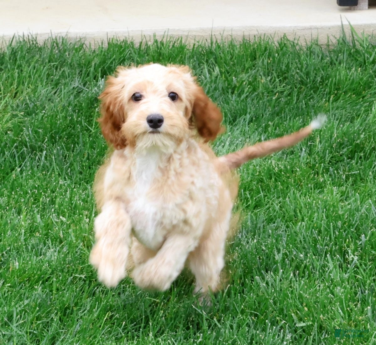 Cavapoo dogs Paisley - Ad 2