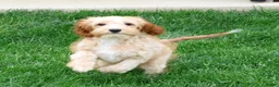 Cavapoo dogs for sale: Paisley - Ad 2
