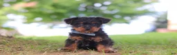Yorkiepoo dogs for sale: Fudge - Ad 1