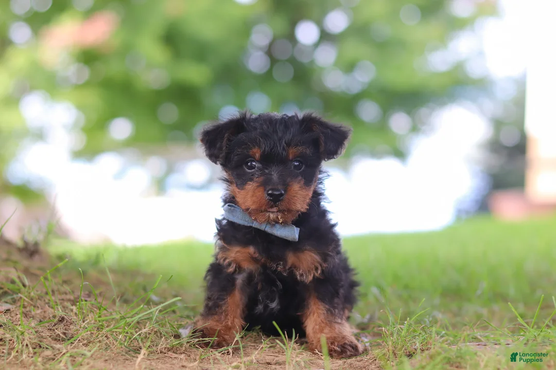 Yorkiepoo dogs for sale: Fudge - Ad 1