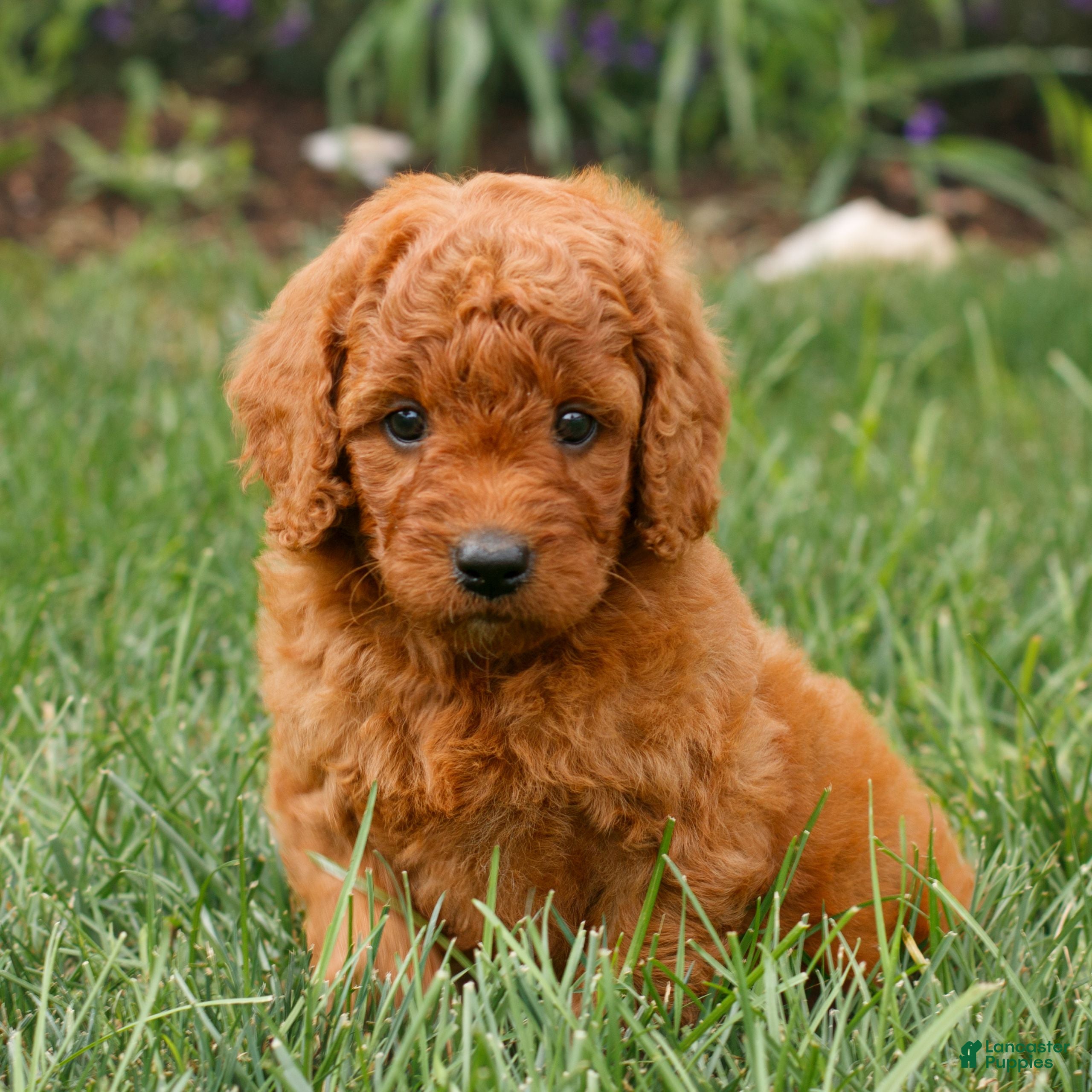 Miniature Labradoodle dogs Fiona  - Ad 1