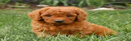 Miniature Labradoodle dogs for sale: Fiona  - Ad 1