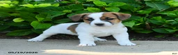 Jack Russell Terrier dogs for sale: Bennett - Ad 2