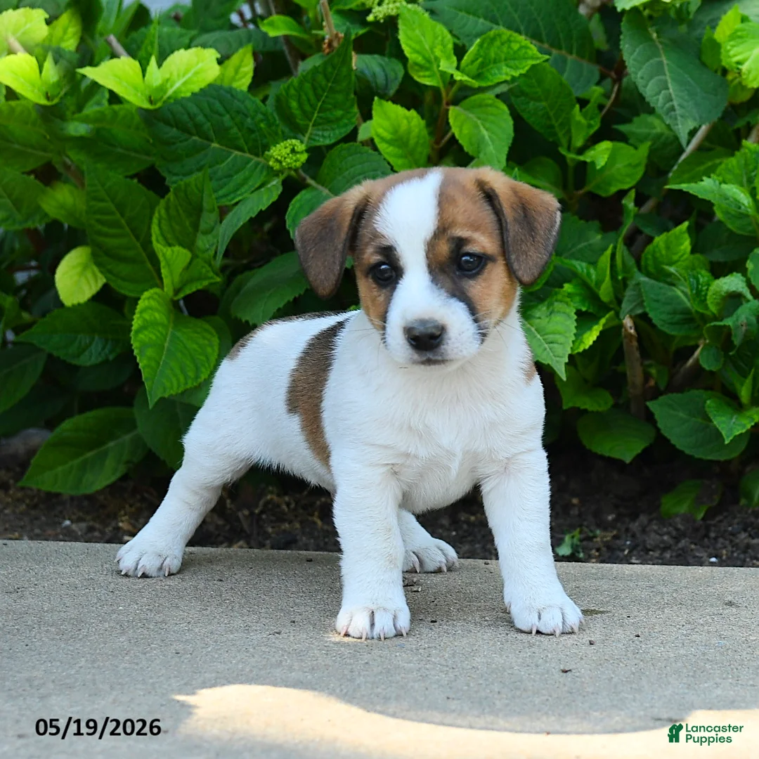 Jack Russell Terrier dogs for sale: Bennett - Ad 2