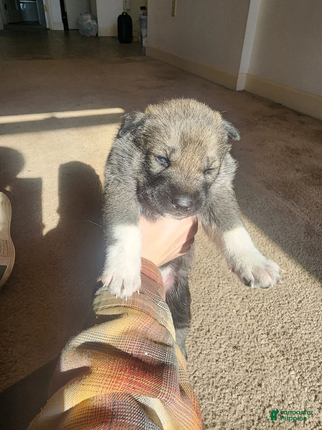 Mixed Breed dogs for sale: Mixed Breed Puppy 1 - Ad 1