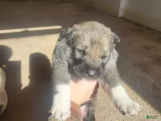 Mixed Breed dogs Mixed Breed Puppy 1 - Ad 5