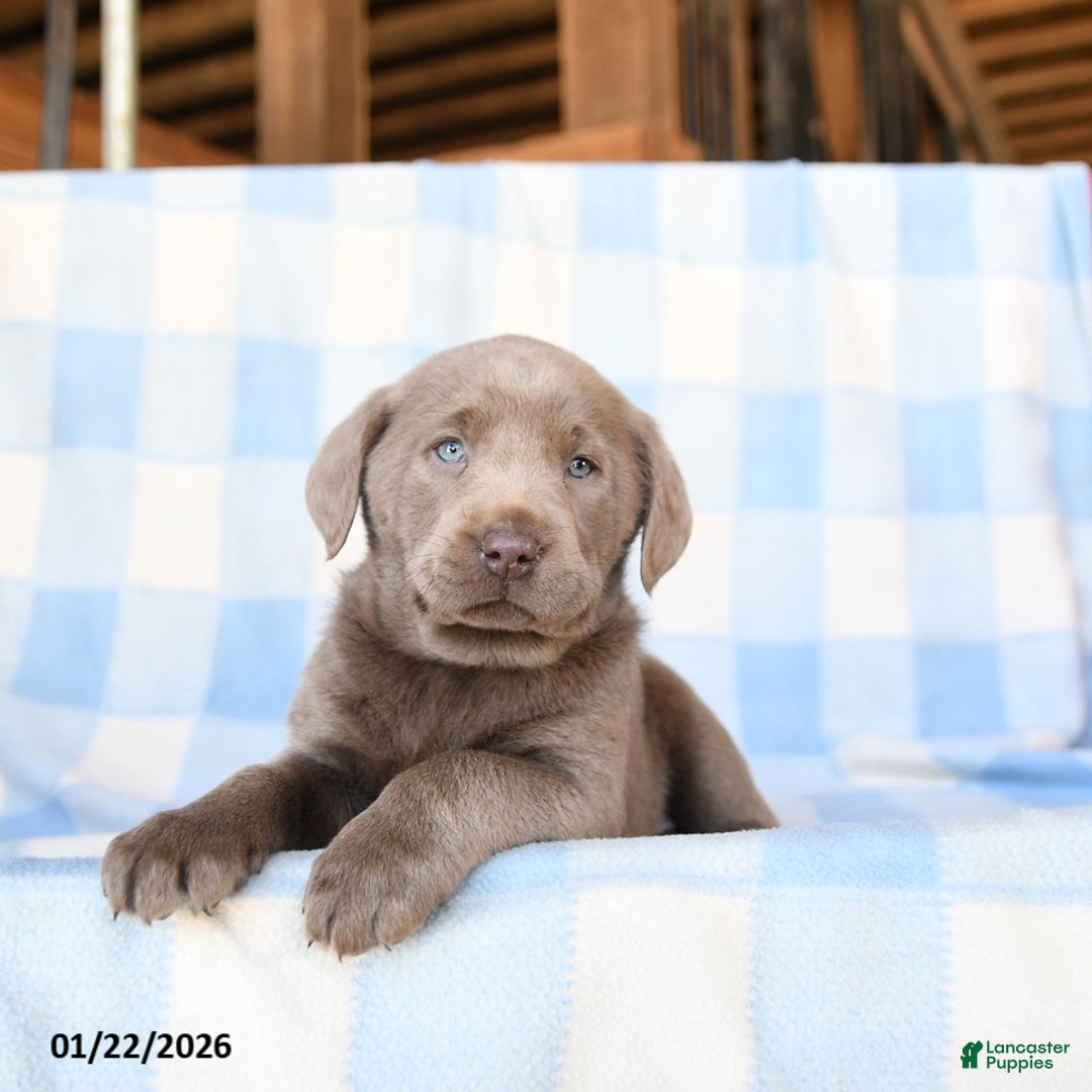 Labrador Retriever dogs for sale: Cloud - Ad 3