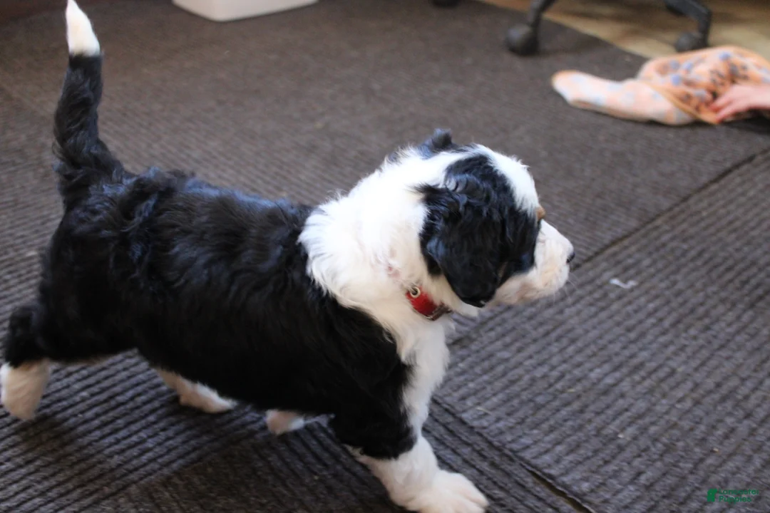 Bernedoodle dogs for sale: Primrose - Ad 7