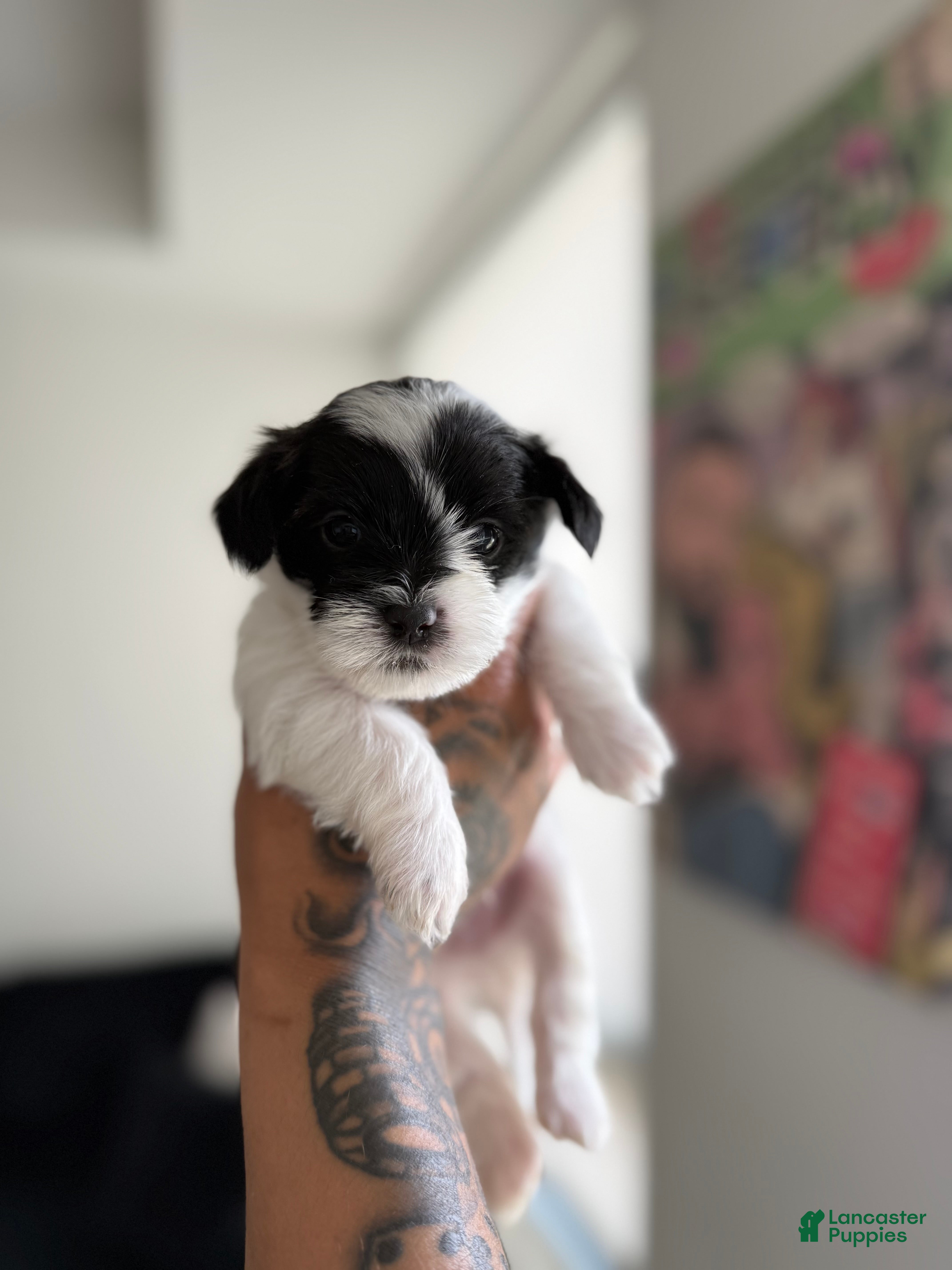 Shorkie dogs Shorkie 1 - Ad 24