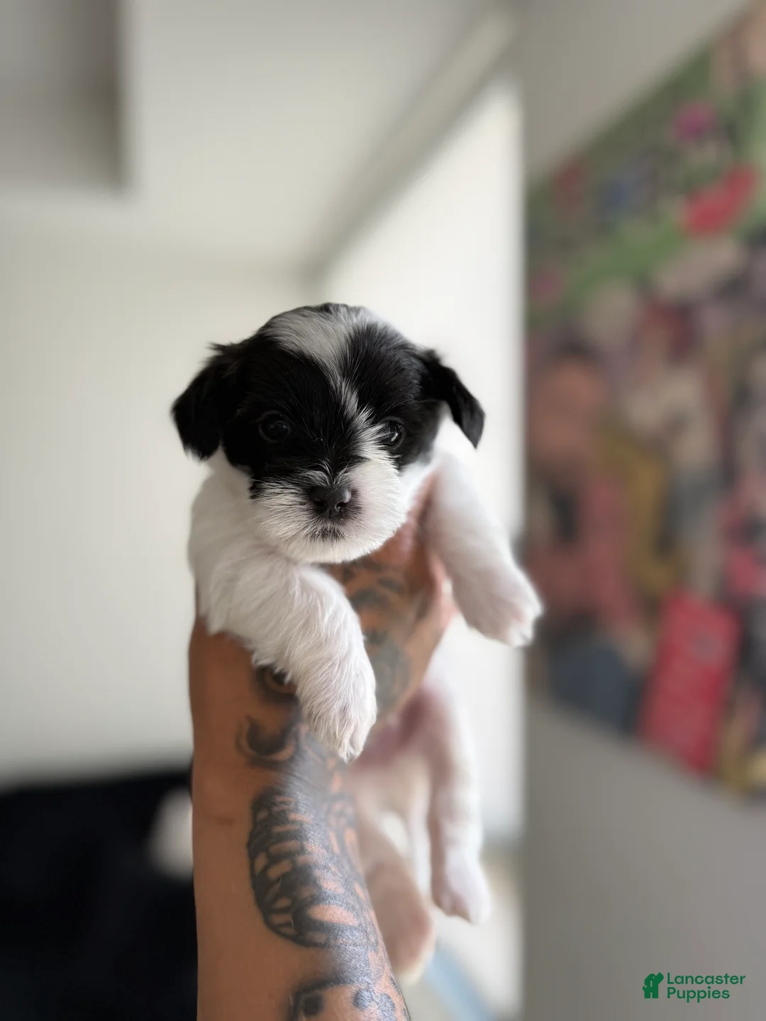 Shorkie dogs for sale: Shorkie 1 - Ad 1