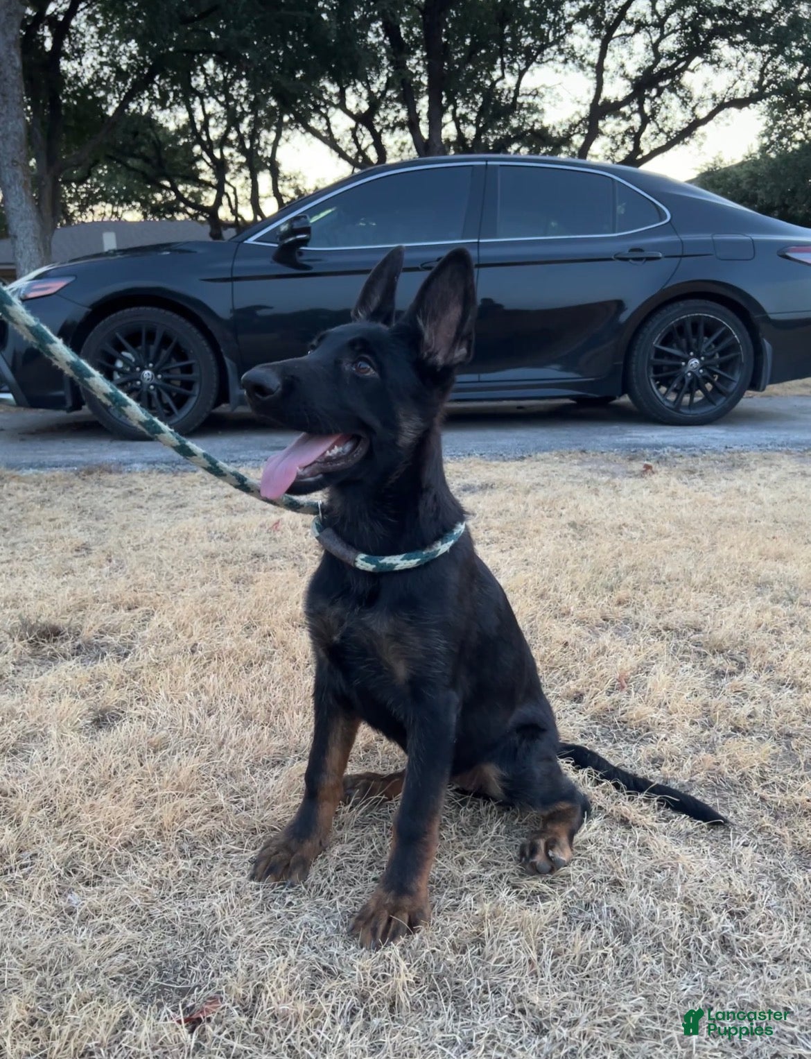 German Shepherd dogs Gee Gee  - Ad 20