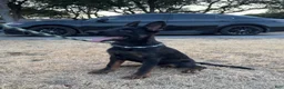 German Shepherd dogs for sale: Gee Gee  - Ad 1