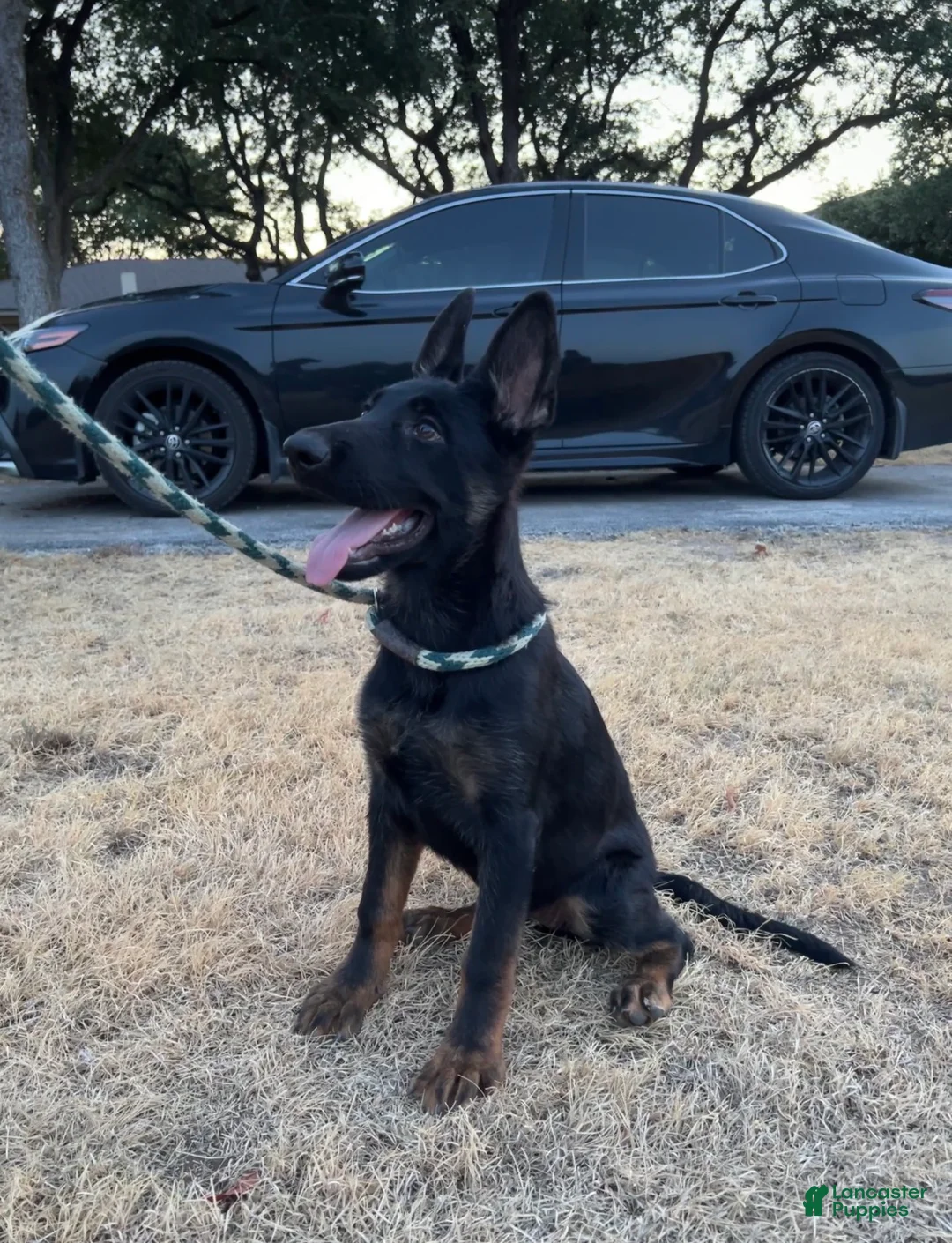 German Shepherd dogs for sale: Gee Gee  - Ad 1