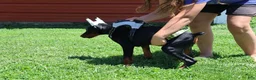 Doberman Pinscher dogs for sale: Doberman Pinscher 1 - Ad 30
