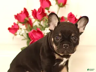 French Bulldog dogs Bruno - Ad 11