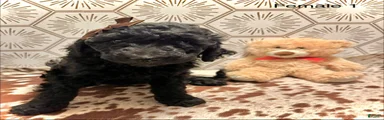 Goldendoodle 4