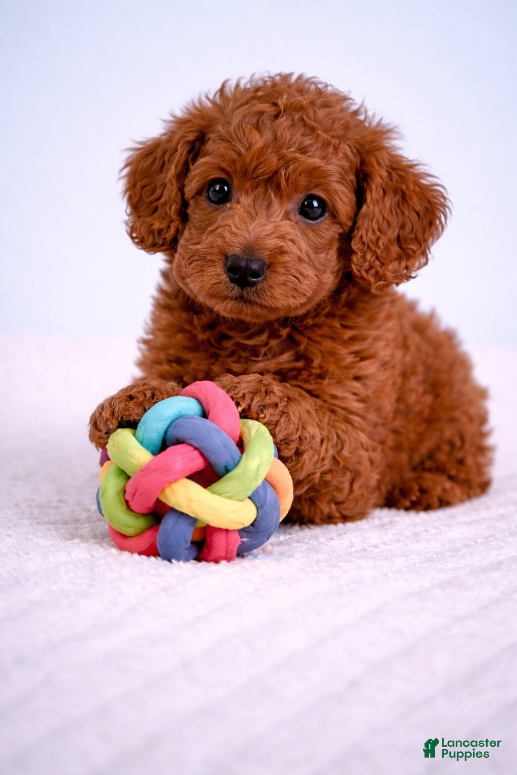 Cavapoo dogs Luna - Ad 1