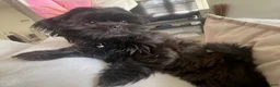 Shih Tzu dogs for sale: Shih Tzu Puppy 1 - Ad 3