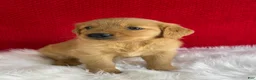 Golden Retriever dogs for sale: Maggie - Ad 4