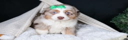 Miniature Australian Shepherd dogs for sale: SAMMY - Ad 6