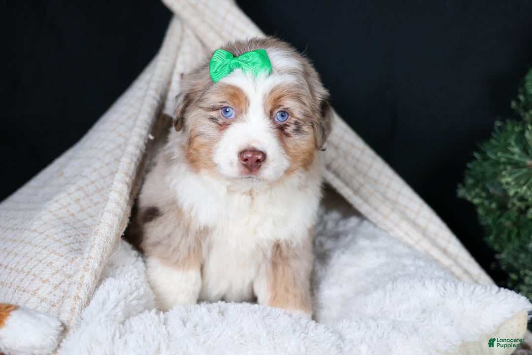 Miniature Australian Shepherd dogs for sale: SAMMY - Ad 6