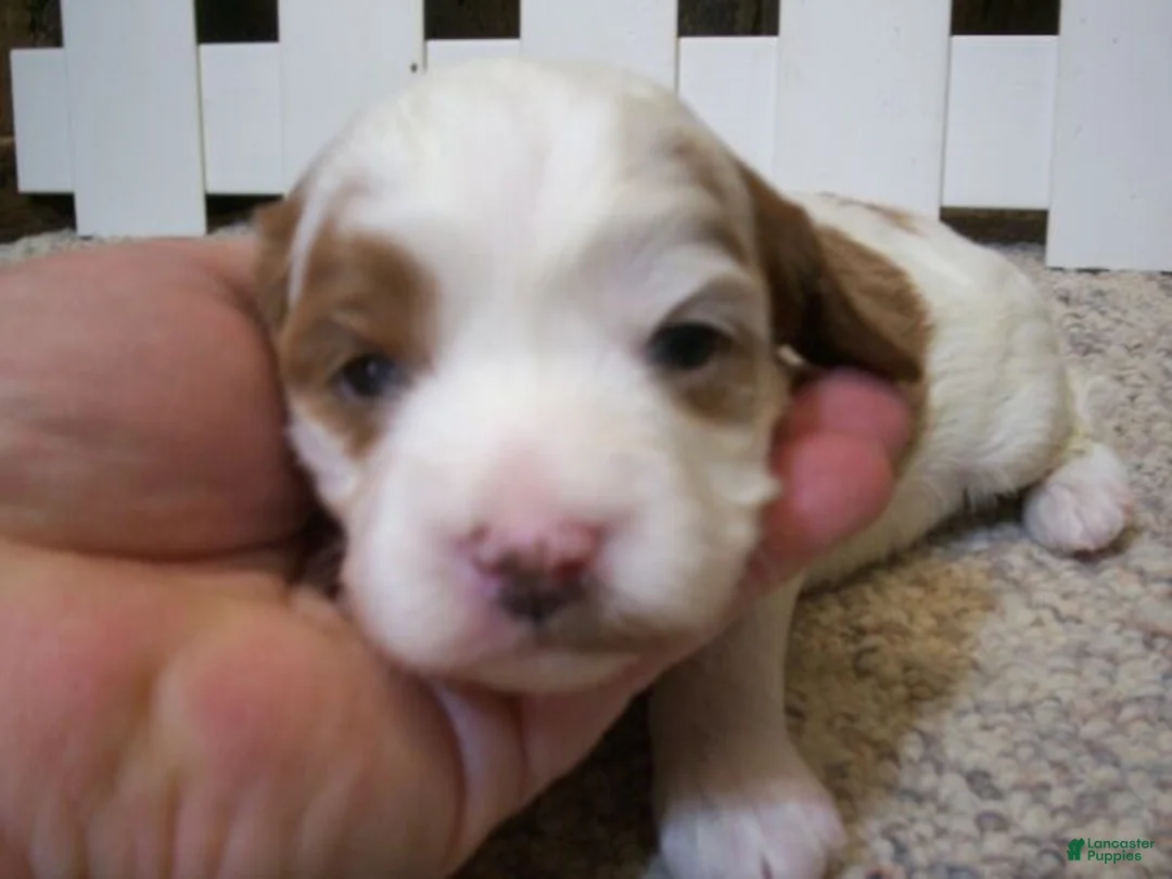 Cavapoo dogs for sale: Asher - Ad 10