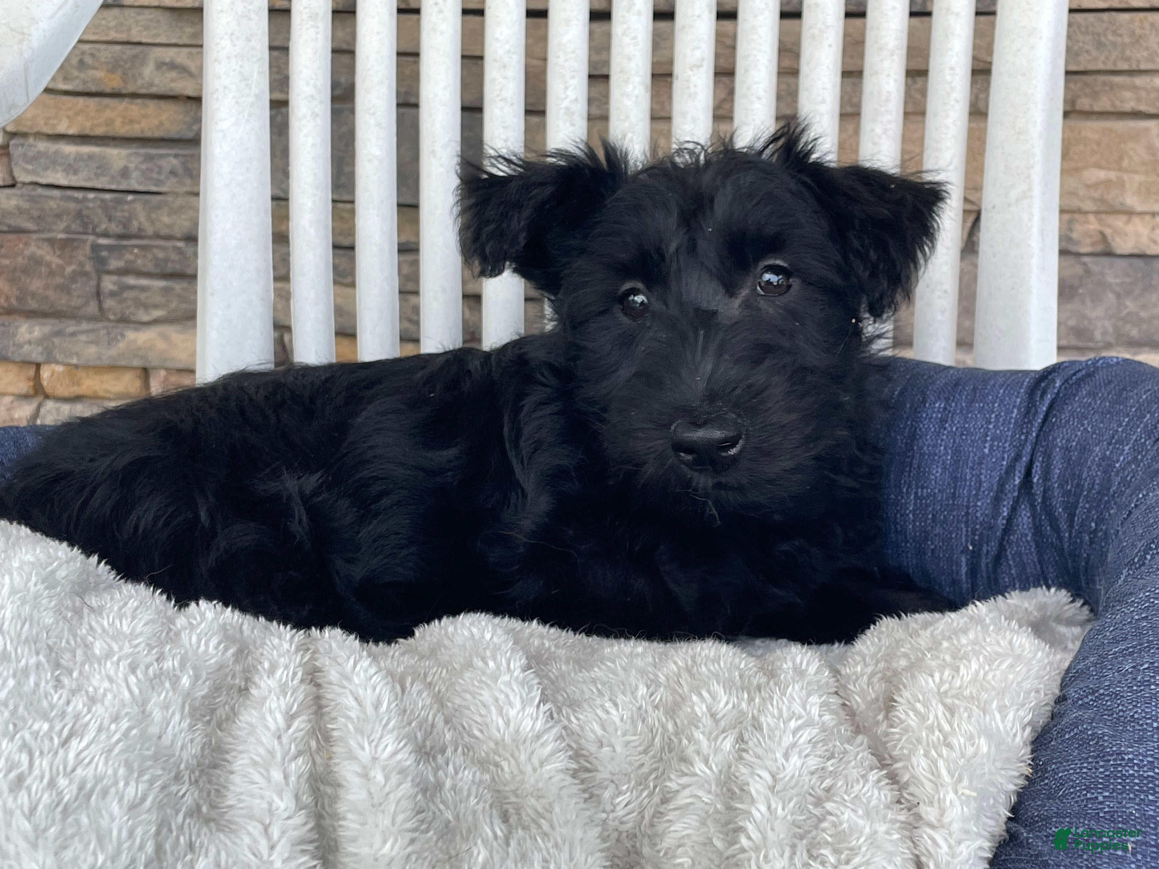 Scottish Terrier dogs Wanda - Ad 1