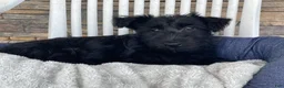 Scottish Terrier dogs for sale: Wanda - Ad 1