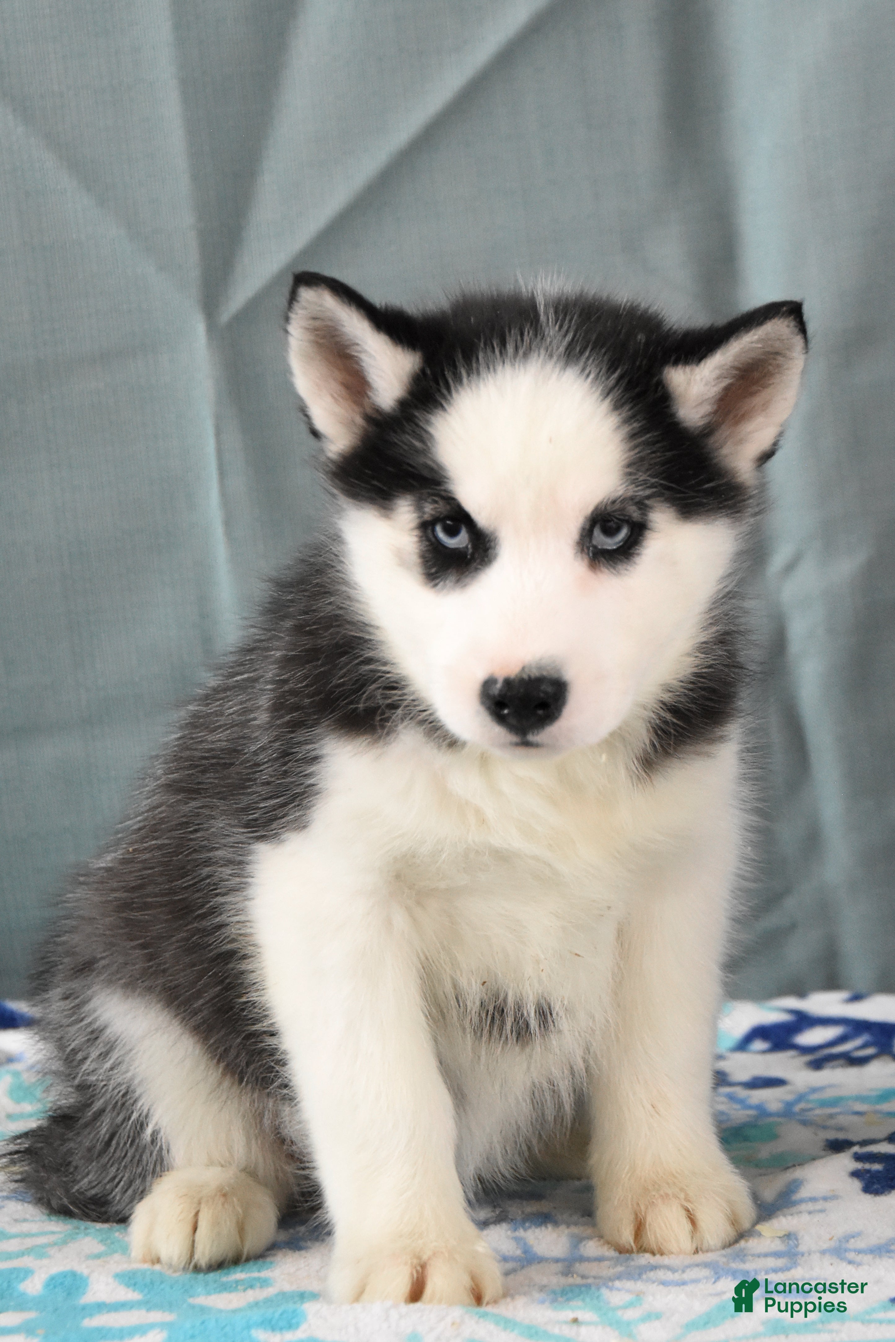 Siberian Husky dogs Beauty - Ad 35
