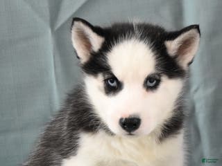 Siberian Husky dogs Beauty - Ad 16