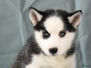 Siberian Husky dogs Beauty - Ad 27