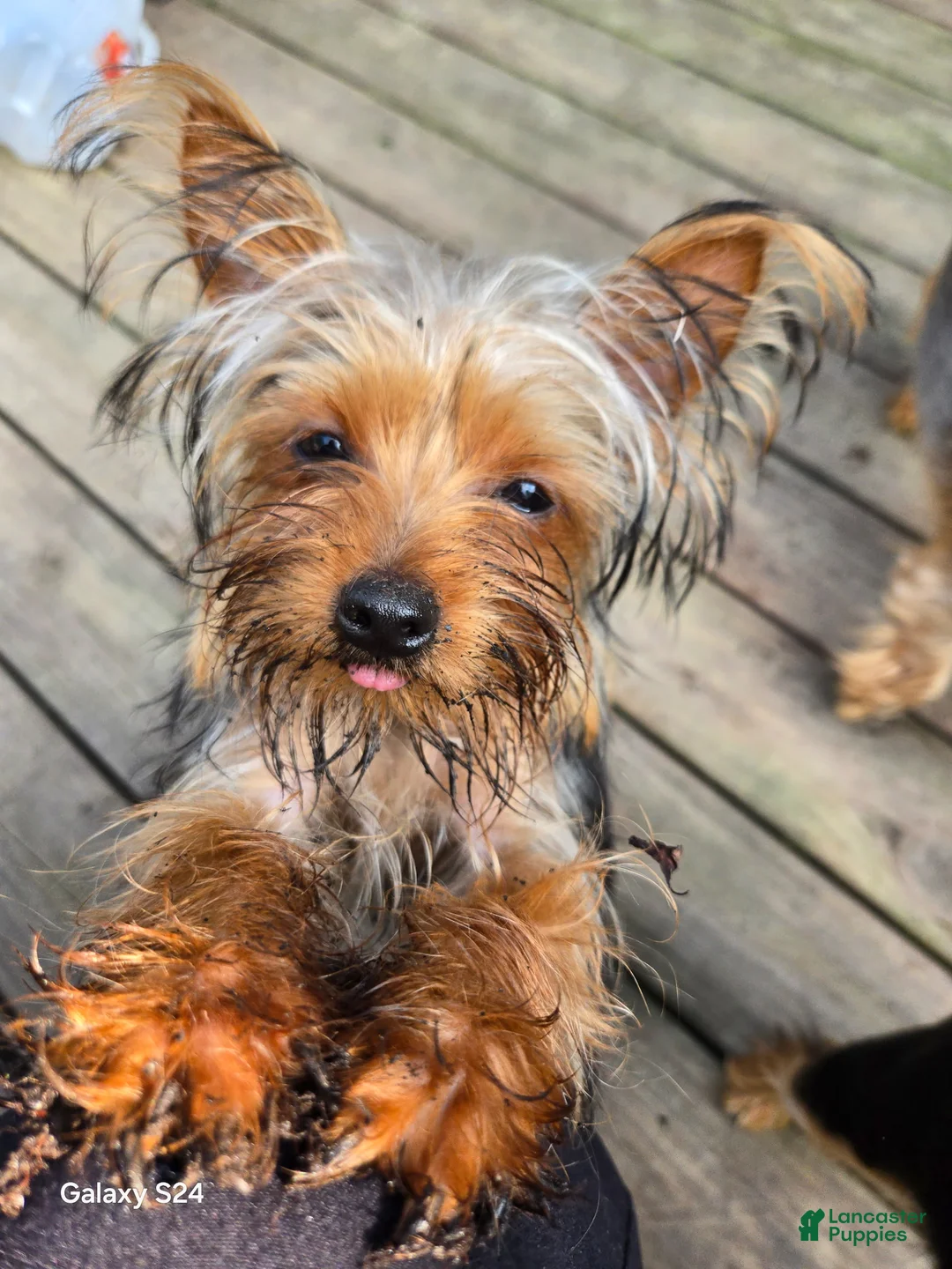 Yorkshire Terrier dogs for sale: Yorkshire Terrier Puppy 2 males - Ad 16