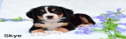 Bernese Mountain Dog dogs for sale: Skye  - Ad 3