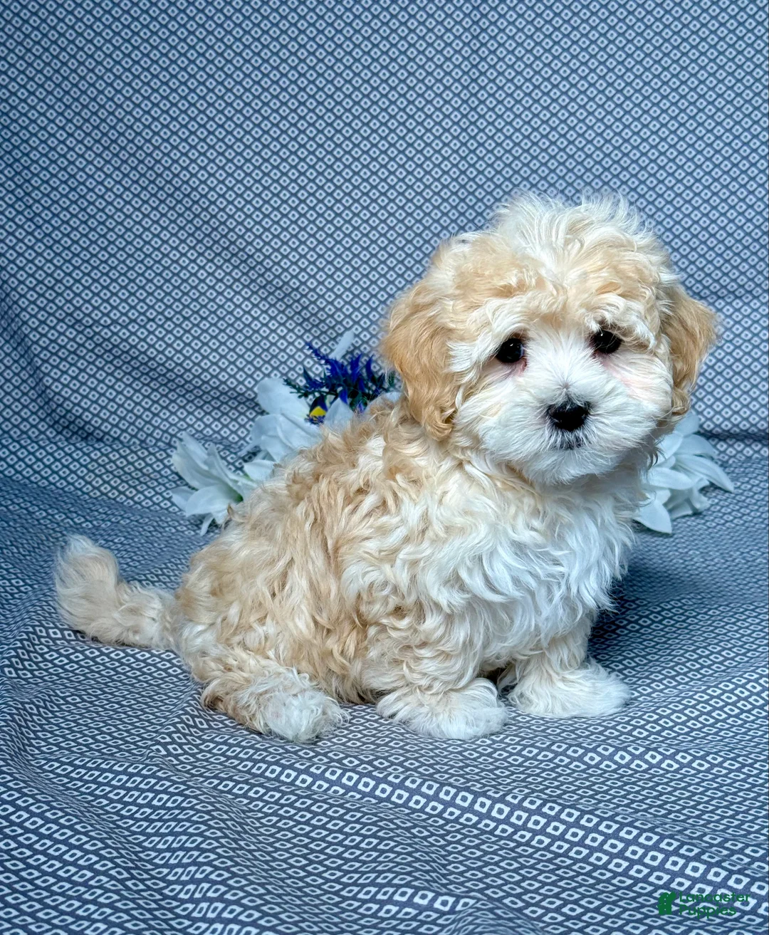 Maltipoo dogs for sale: Max - Ad 2