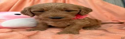 Goldendoodle dogs for sale: PEACH  - Ad 2