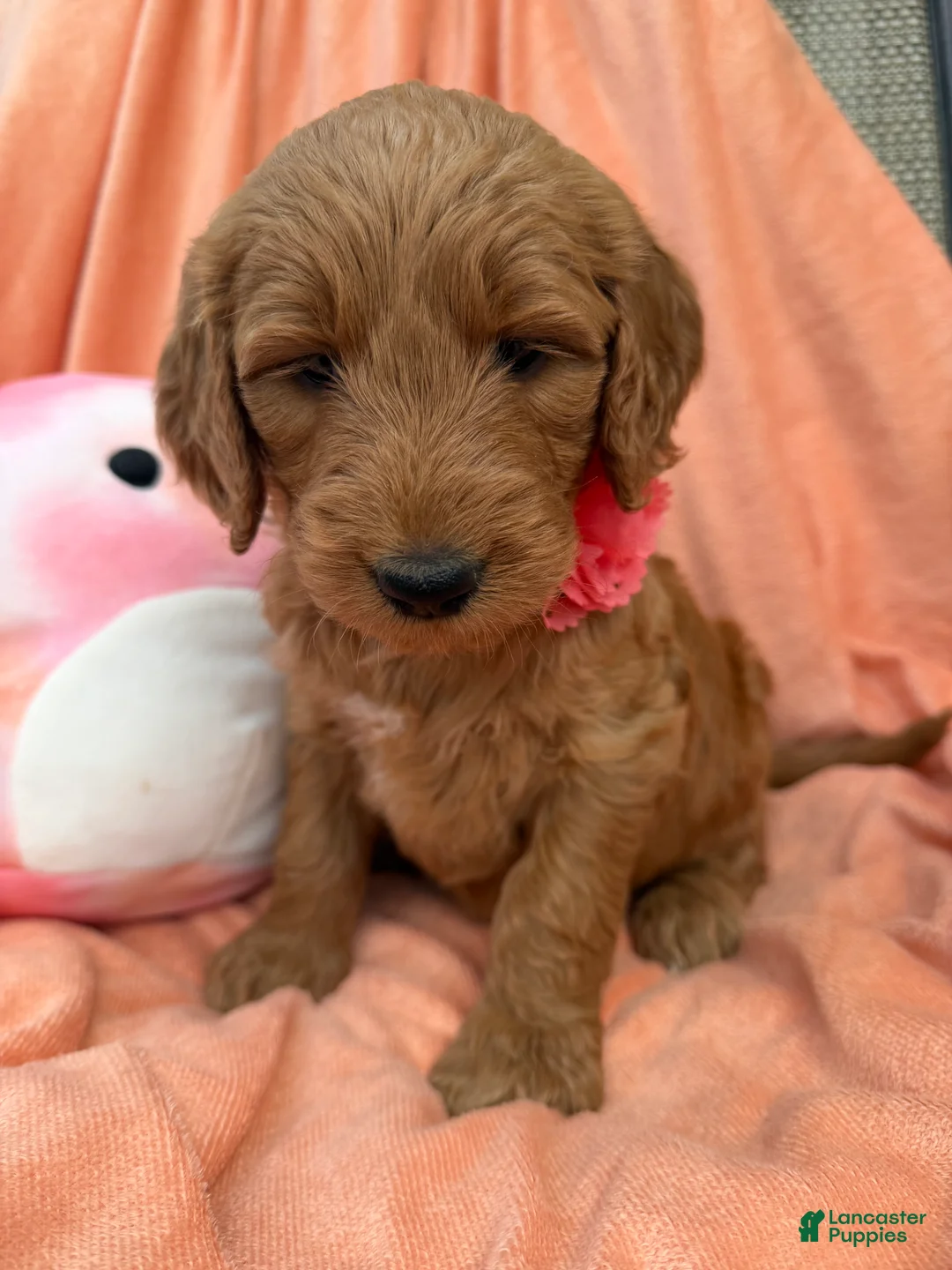 Goldendoodle dogs for sale: PEACH  - Ad 2