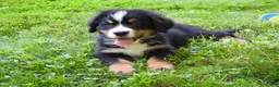 Bernese Mountain Dog dogs for sale: Arnold - Ad 4