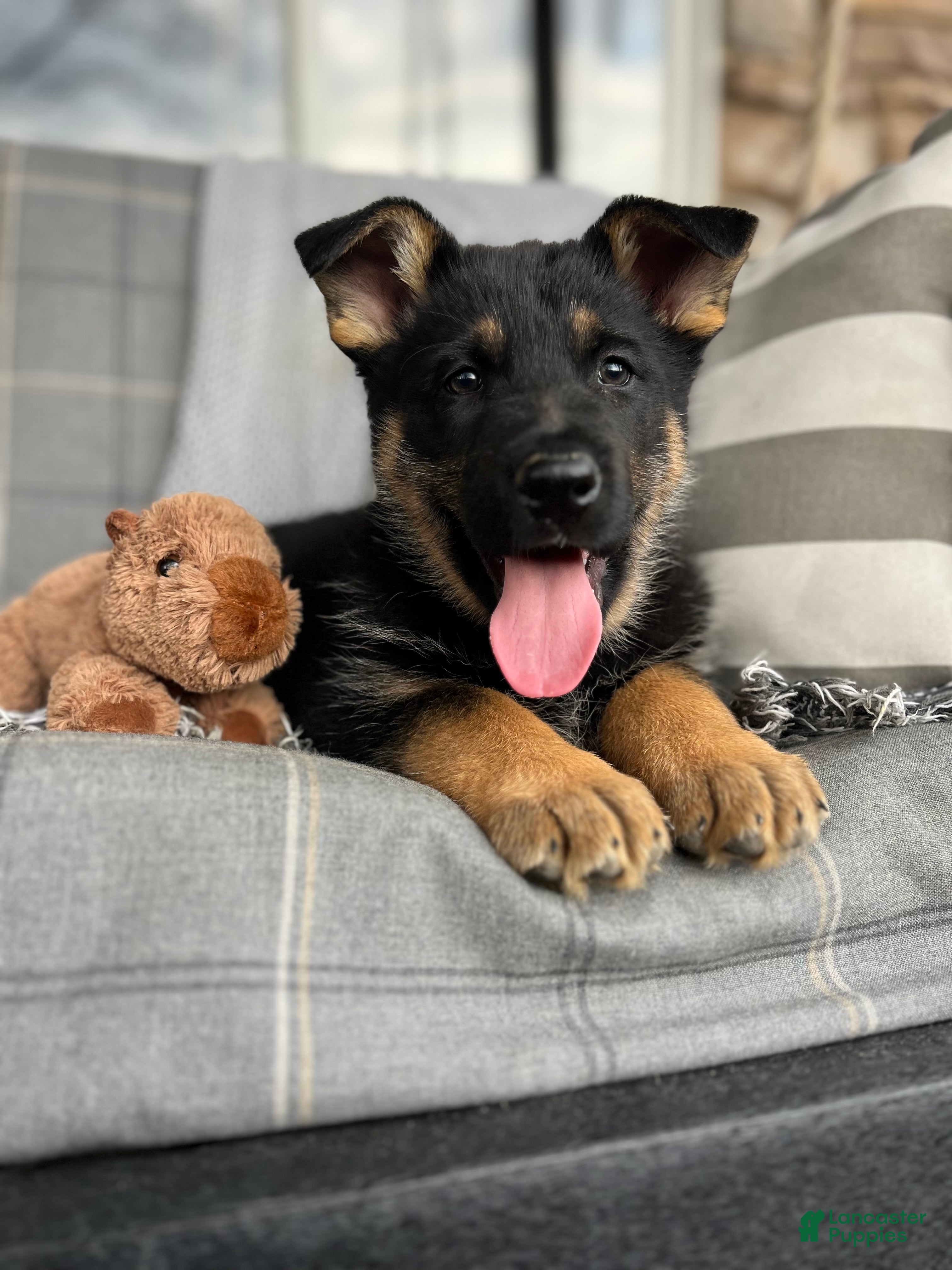 German Shepherd dogs Hunter - Ad 1