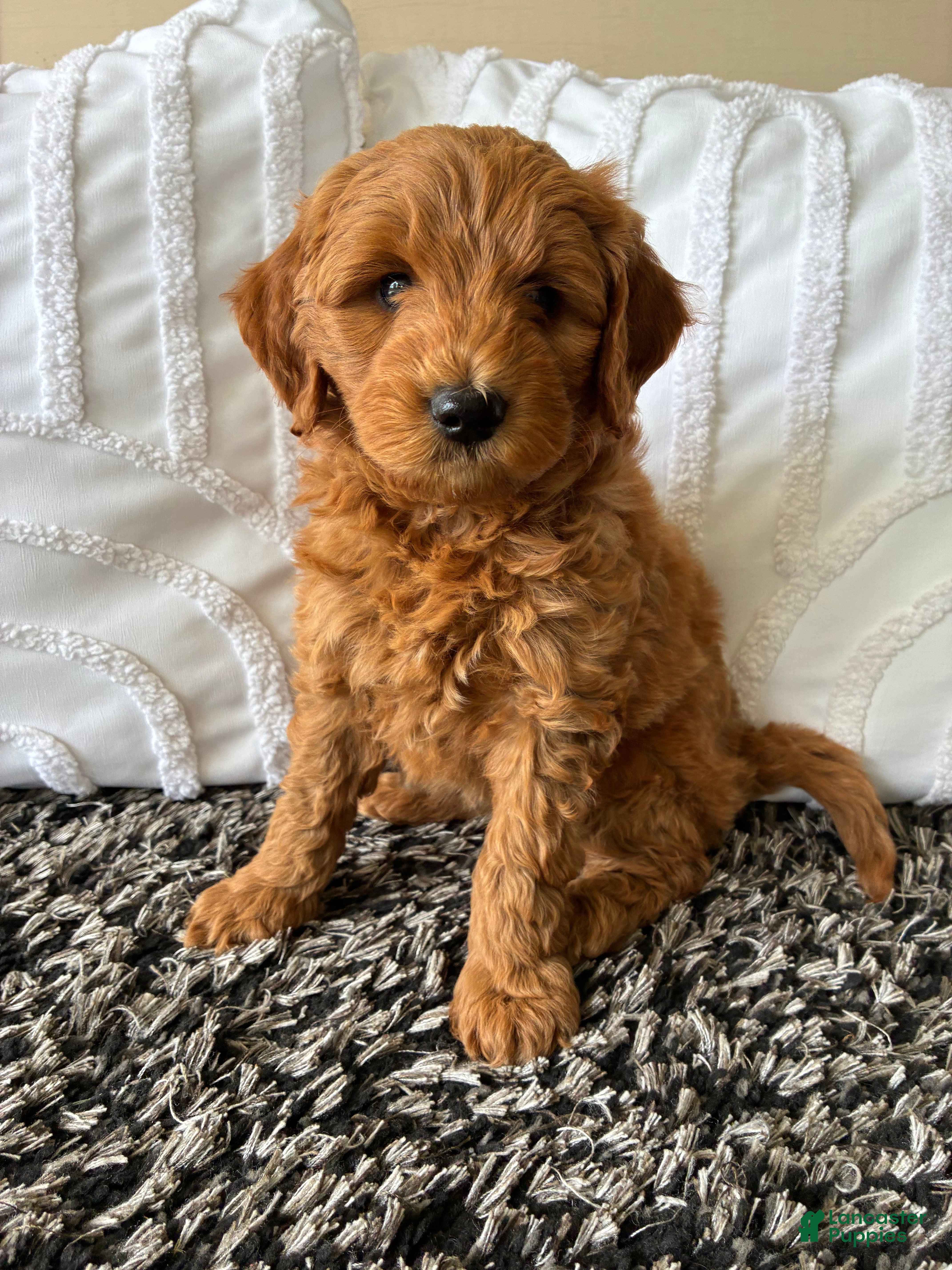 Mini Goldendoodle dogs Mini Goldendoodle “Ollie” - Ad 1