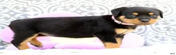Rottweiler dogs for sale: Rosey - Ad 4