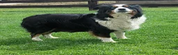 Australian Shepherd dogs for sale: Bobby - Ad 19